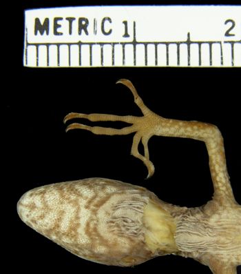 Media type: image; Herpetology R-154309